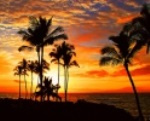 Tropical Fantasy